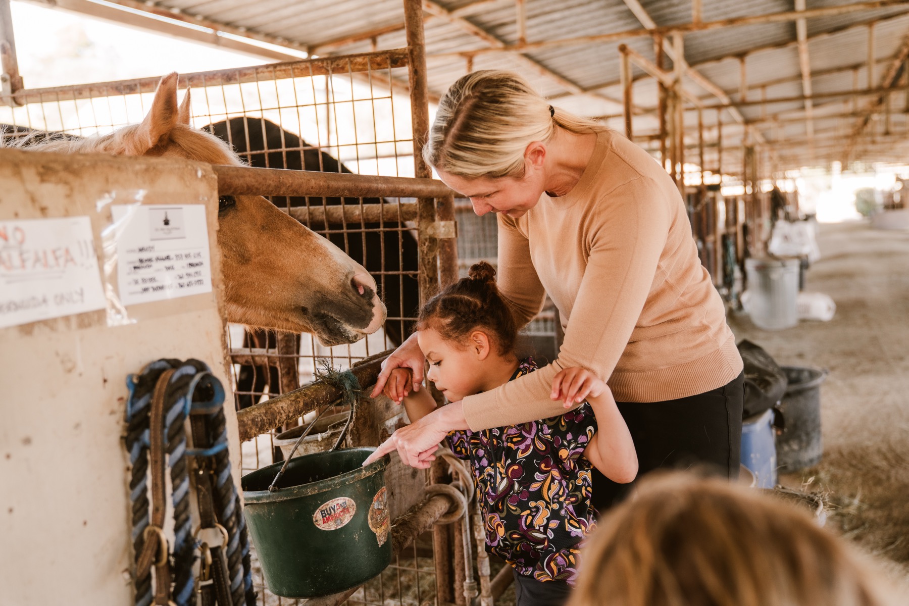 A child and a volunteer hand-feed a therapy horse at the barn