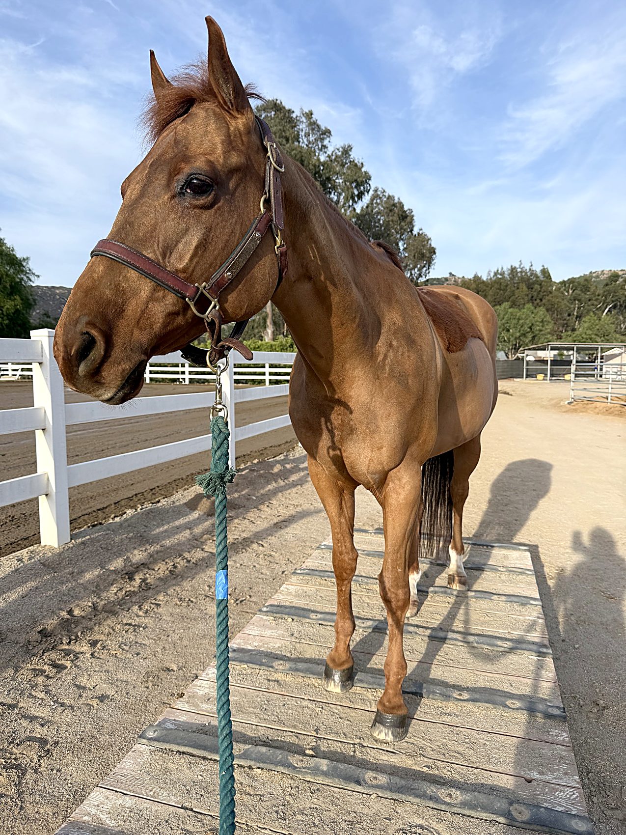 A chestnut therapy horse standing calmly on the wash-rack