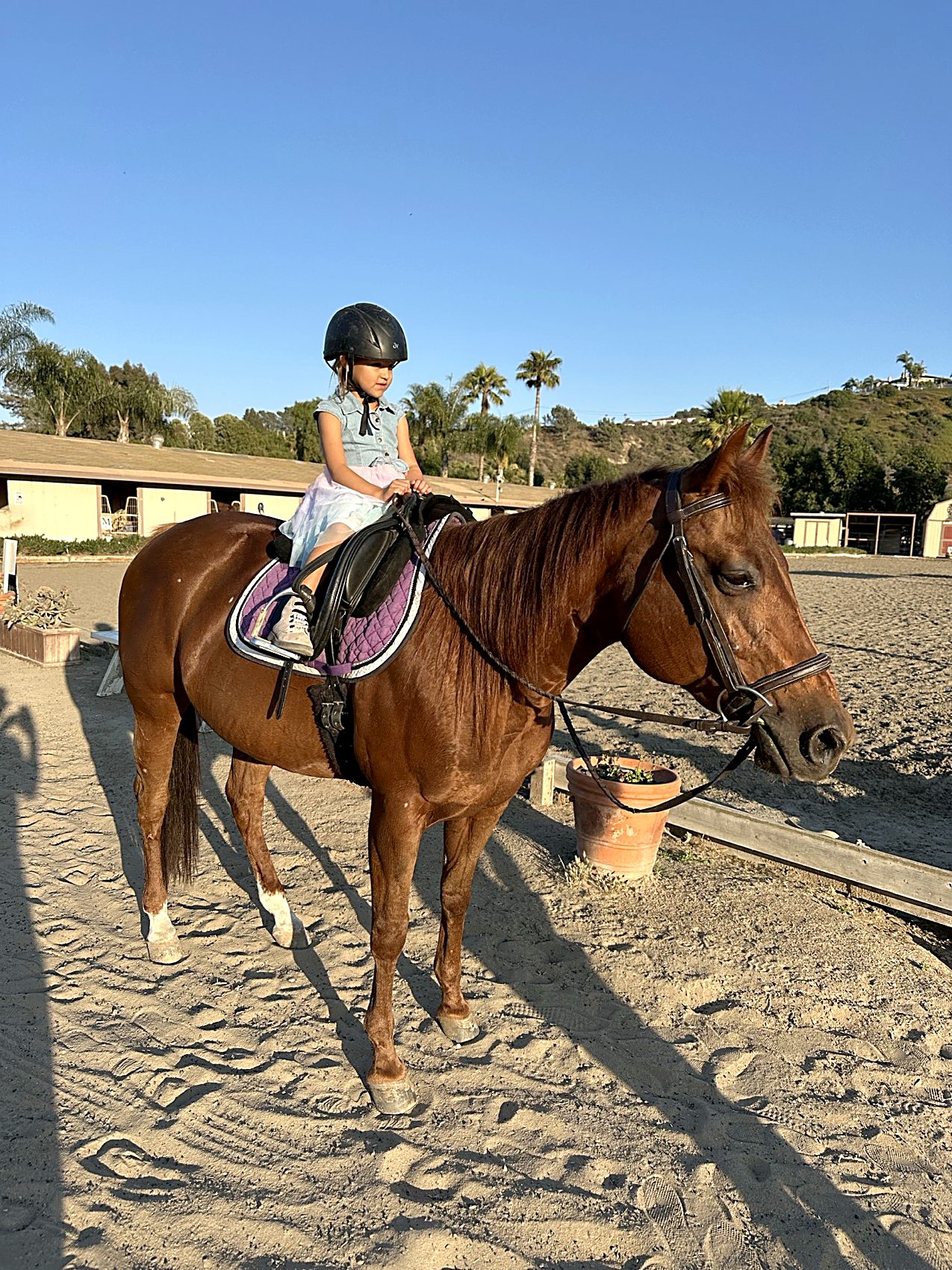 A young child rides Calla in the arena