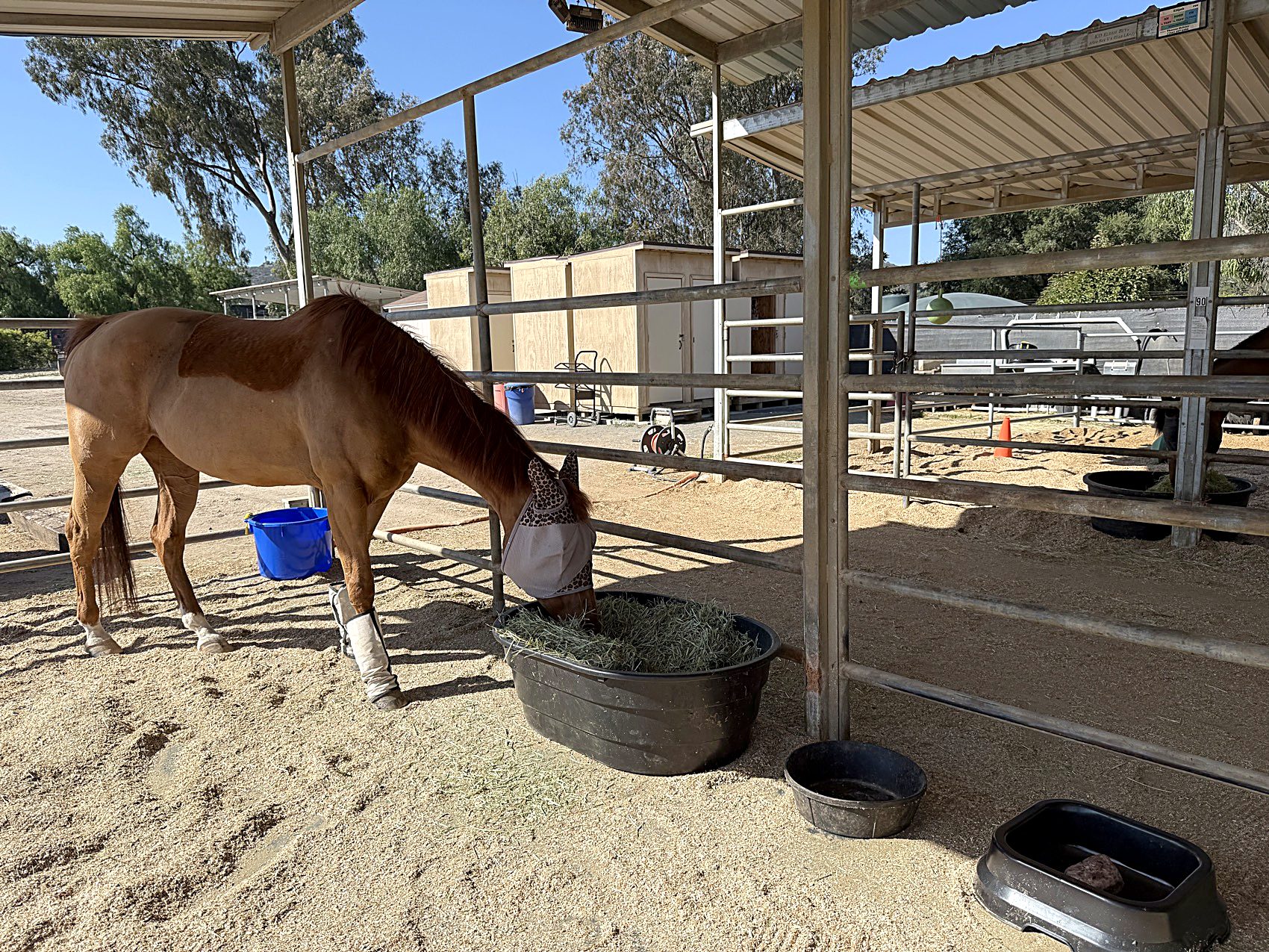 Calla eating from a hay feeder in her stall