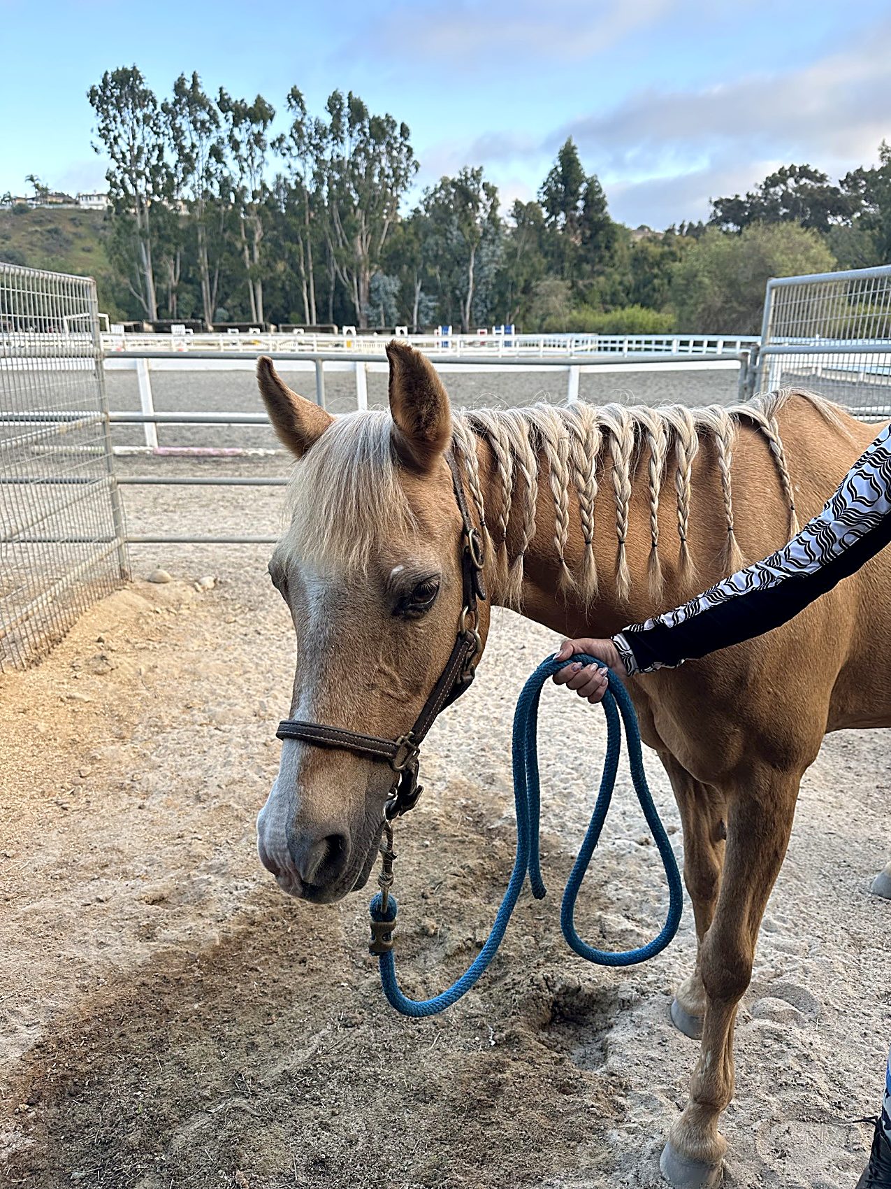 Melody, the palomino pony, with a braided mane, led on a teal rope