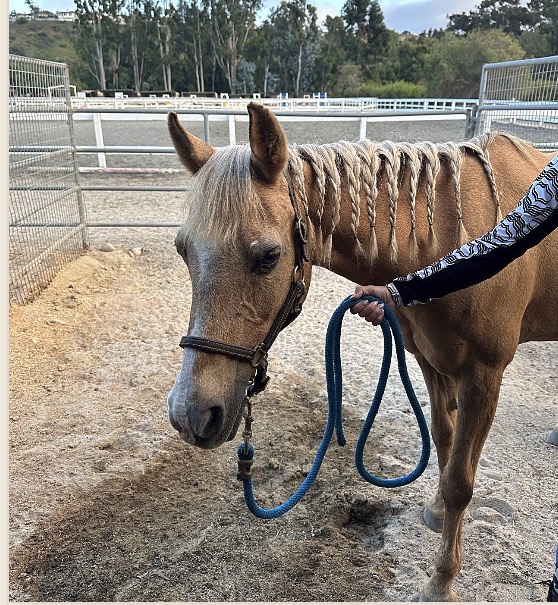 Melody, the palomino pony, with a freshly braided mane, haltered and led on a blue rope
